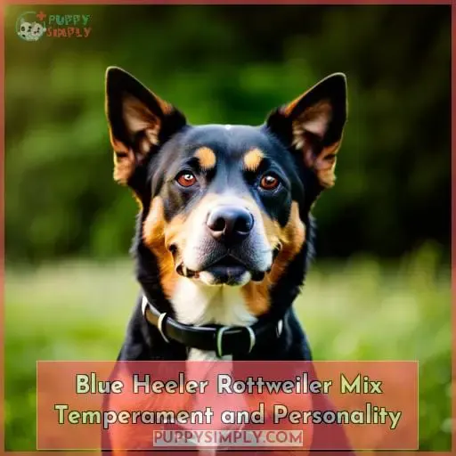 Blue Heeler Rottweiler Mix Temperament and Personality