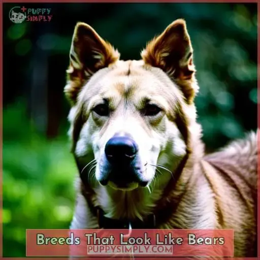 Breeds That Look Like Bears