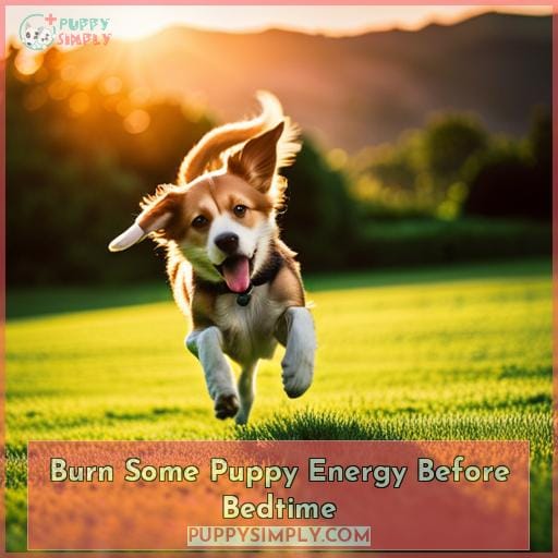 Burn Some Puppy Energy Before Bedtime