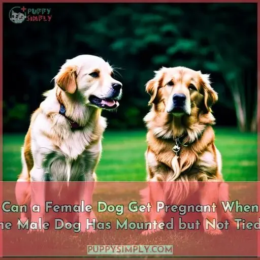 Can a Female Dog Get Pregnant When the Male Dog Has Mounted but Not Tied