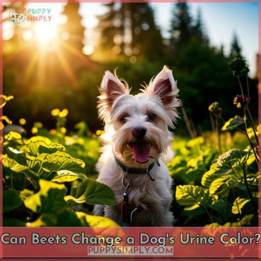 Can Beets Change a Dog