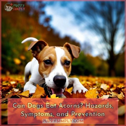 Can Dogs Eat Acorns? Hazards, Symptoms, and Prevention