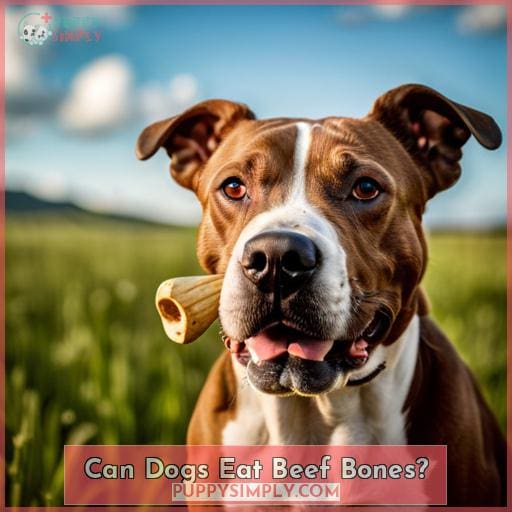 Can Dogs Eat Beef Bones