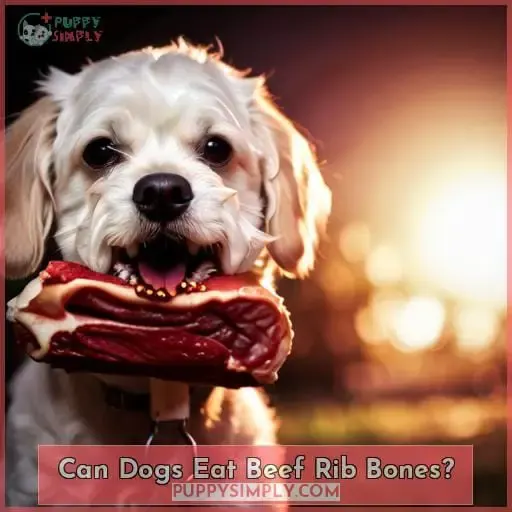 can dogs eat beef rib bones