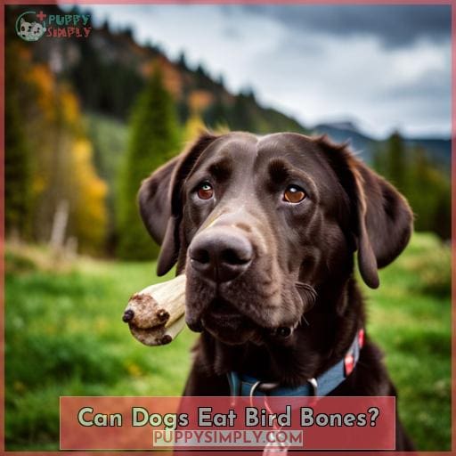 Can Dogs Eat Rib Bones? What You Need to Know