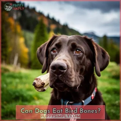 Can Dogs Eat Bird Bones