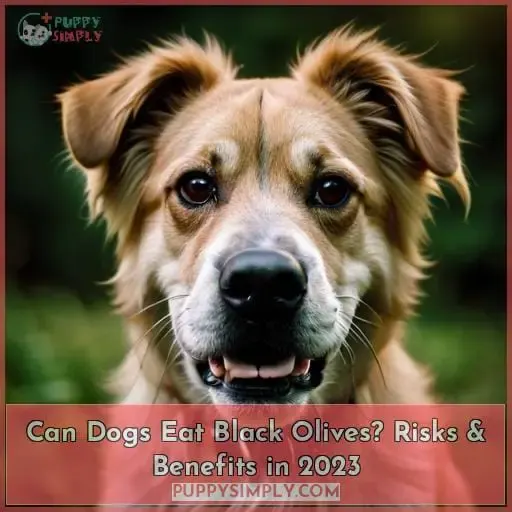 can dogs eat black olives