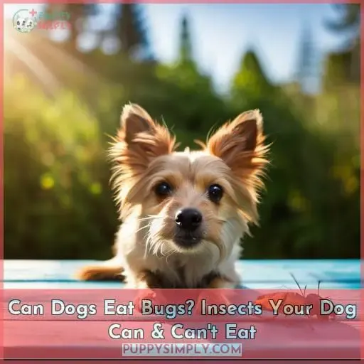 can dogs eat bugs insects