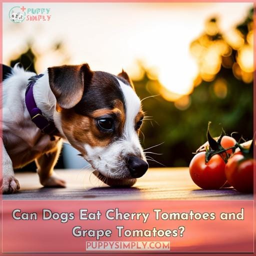 Can Dogs Eat Cherry Tomatoes and Grape Tomatoes