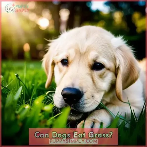 Can Dogs Eat Grass