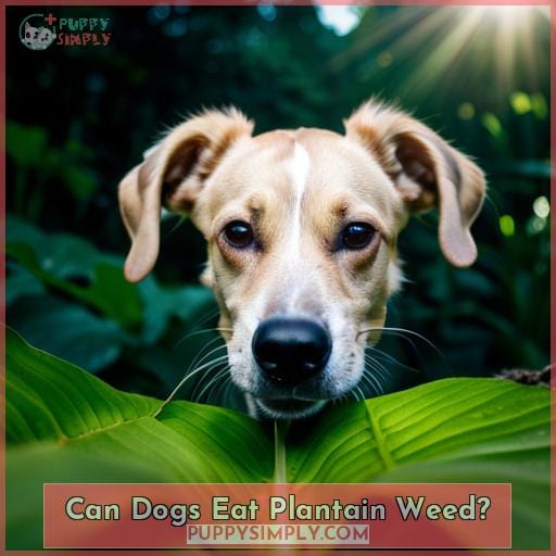 Can Dogs Eat Plantain Weed
