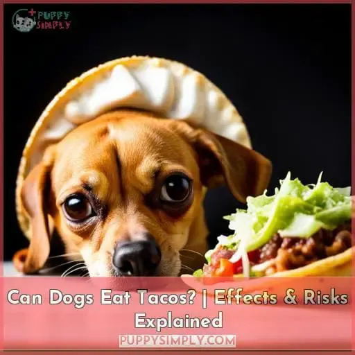 can dogs eat tacos