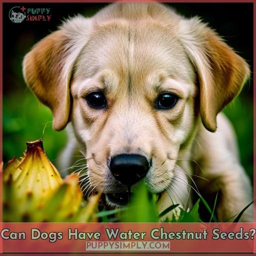Can Dogs Have Water Chestnut Seeds