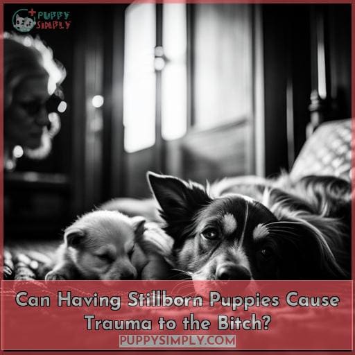 Can Having Stillborn Puppies Cause Trauma to the Bitch