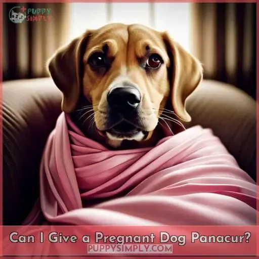 Can I Give a Pregnant Dog Panacur