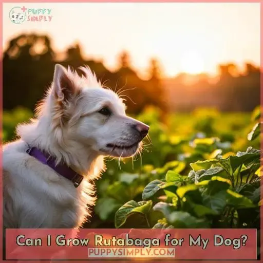 Can I Grow Rutabaga for My Dog