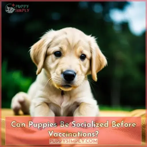 Can Puppies Be Socialized Before Vaccinations