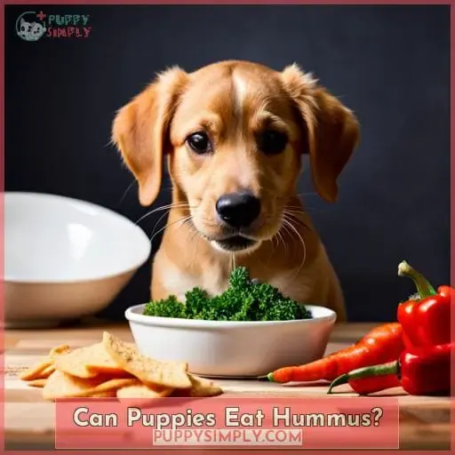 Can Puppies Eat Hummus