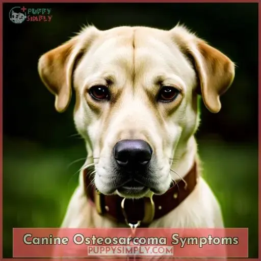 Canine Osteosarcoma Symptoms
