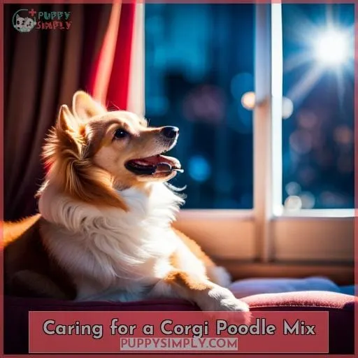 Caring for a Corgi Poodle Mix