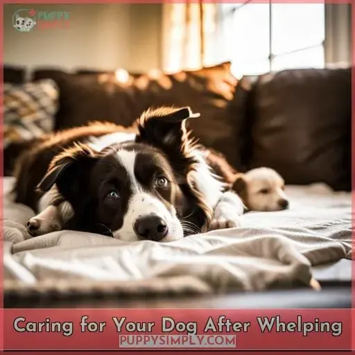 Caring for Your Dog After Whelping
