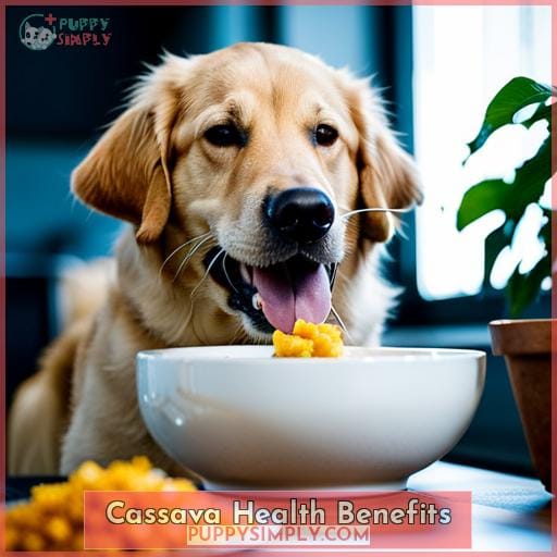 Cassava Health Benefits Cassava Health Benefits