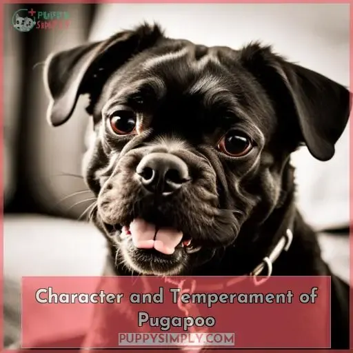 Character and Temperament of Pugapoo