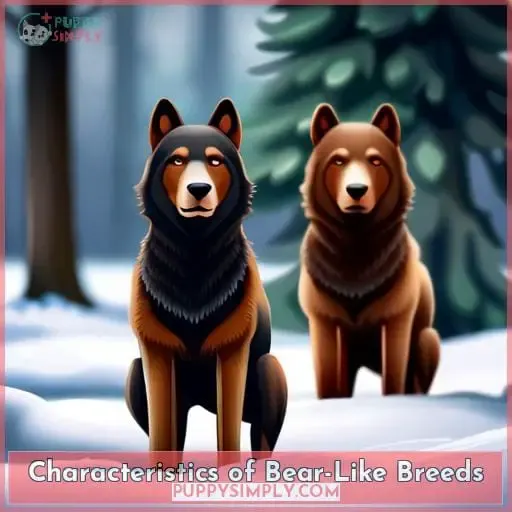 Characteristics of Bear-Like Breeds