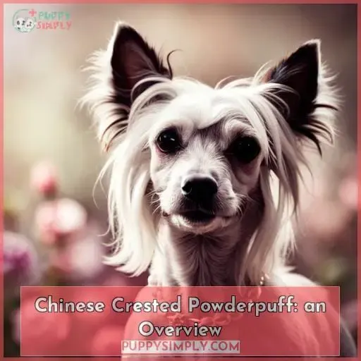 Chinese Crested Powderpuff: an Overview