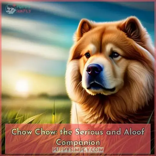 Chow Chow: the Serious and Aloof Companion