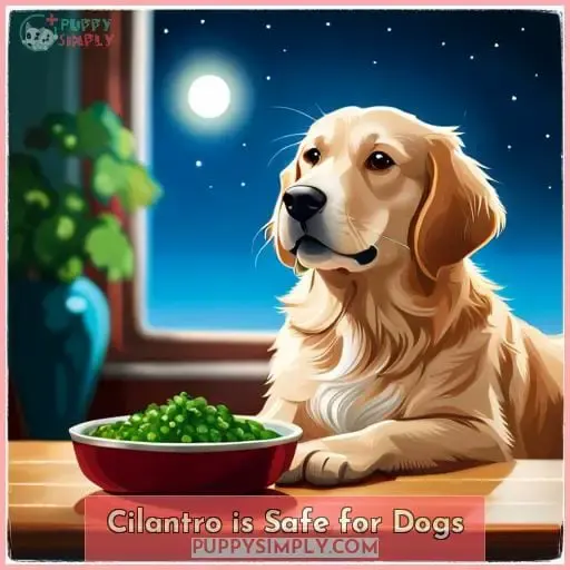 Cilantro is Safe for Dogs