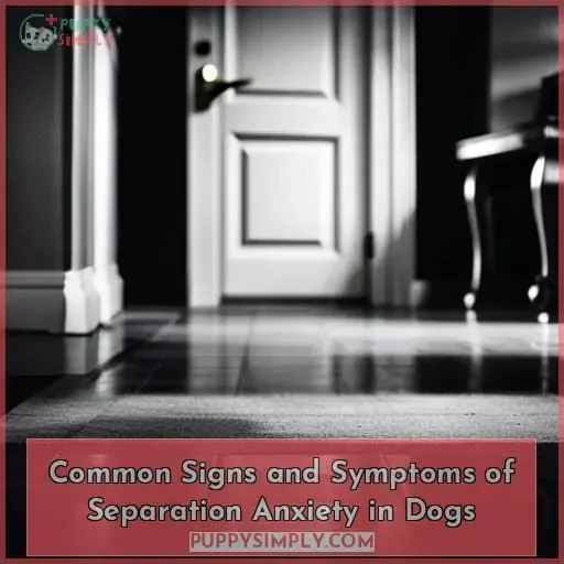 Common Signs and Symptoms of Separation Anxiety in Dogs