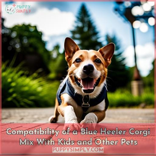 Compatibility of a Blue Heeler Corgi Mix With Kids and Other Pets