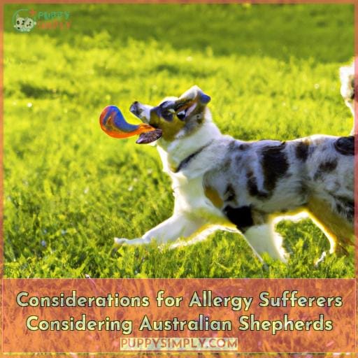 Considerations for Allergy Sufferers Considering Australian Shepherds