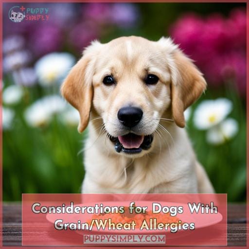 Considerations for Dogs With Grain/Wheat Allergies