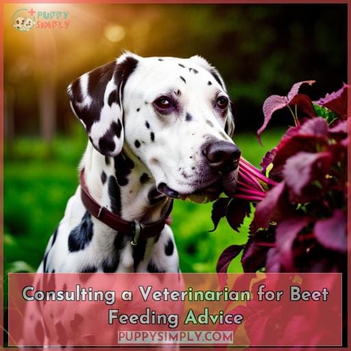 Consulting a Veterinarian for Beet Feeding Advice