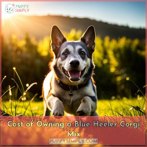 Cost of Owning a Blue Heeler Corgi Mix