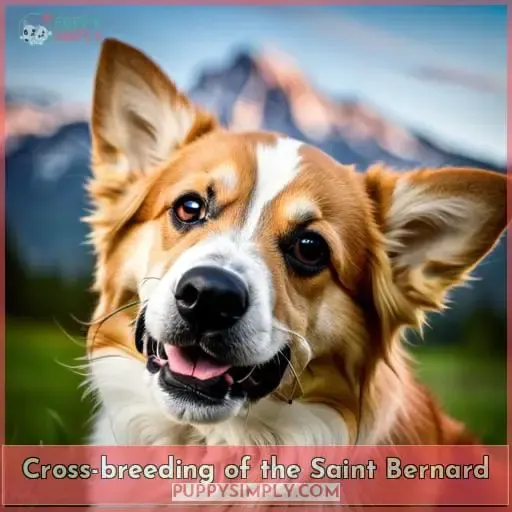 Cross-breeding of the Saint Bernard