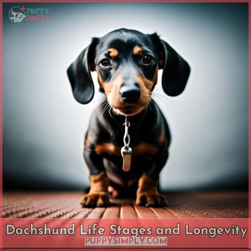 Dachshund Life Stages and Longevity