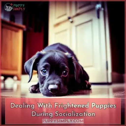 Dealing With Frightened Puppies During Socialization