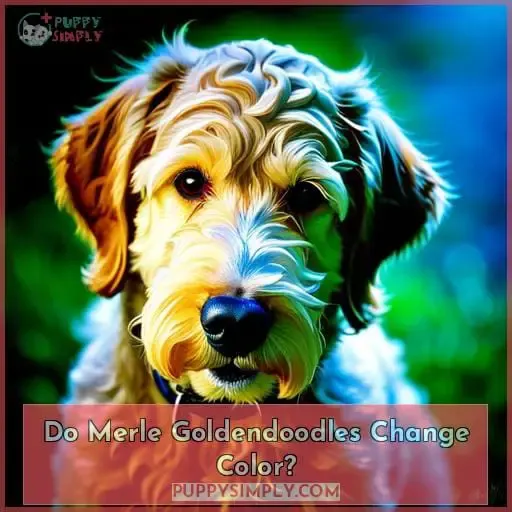 Do Merle Goldendoodles Change Color
