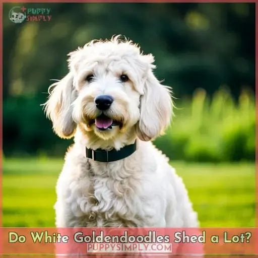 Do White Goldendoodles Shed a Lot