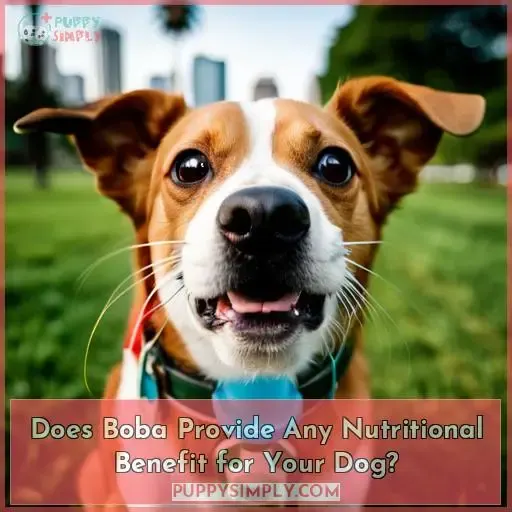 Does Boba Provide Any Nutritional Benefit for Your Dog