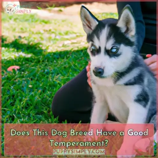 Does This Dog Breed Have a Good Temperament