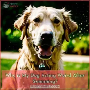 dog acts weird after swimming
