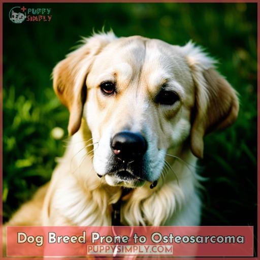 When to Euthanize a Dog With Osteosarcoma? 14 Facts to Know