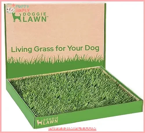 DoggieLawn Real Grass Puppy Pee