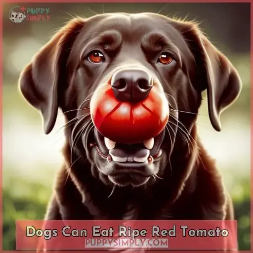 Dogs Can Eat Ripe Red Tomato