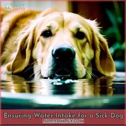Ensuring Water Intake for a Sick Dog