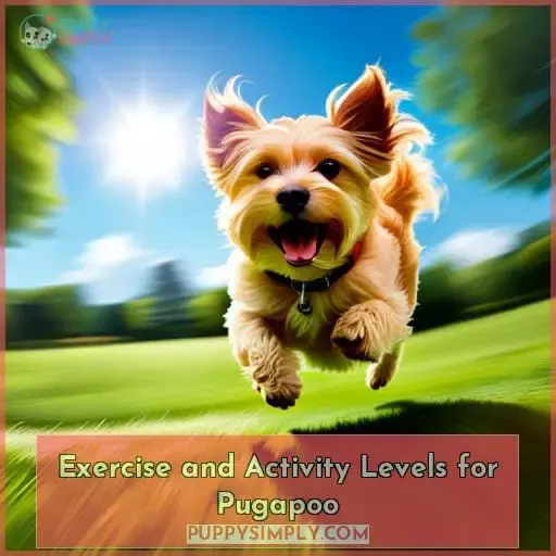 Exercise and Activity Levels for Pugapoo